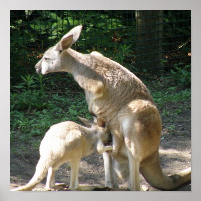 Kangaroo Joey Poster (Frente)