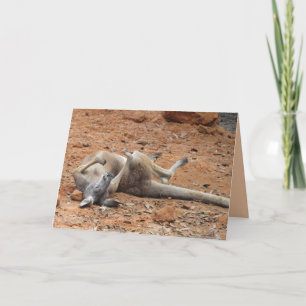 Kangaroo Rolling / Reproduzindo no Cartão de Saída