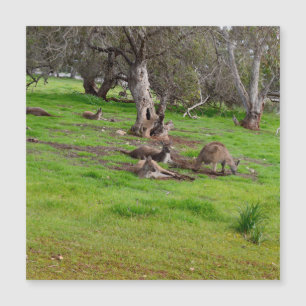 Kangaroo Siesta, Cartão Magnético