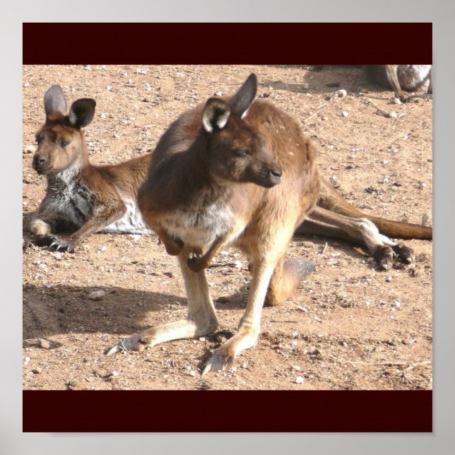 Kangaroos Poster (Frente)