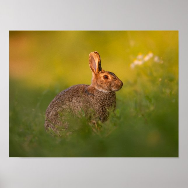 Kaninchen im Abendlicht Poster (Frente)