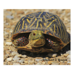 Kansas Box Shell Turtle Foto Alargamento