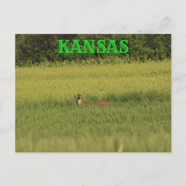 Kansas Deer em um Cartão de Posto de Campo de Trig (Frente)