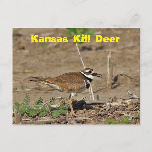 Kansas Matar Deer em um cartão de POSTO de campo. (Frente)