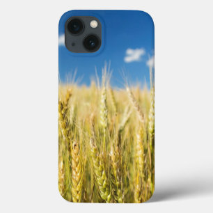 Kansas Wheat