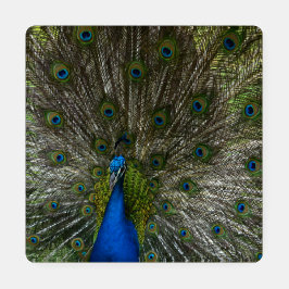 Kauai Peacock