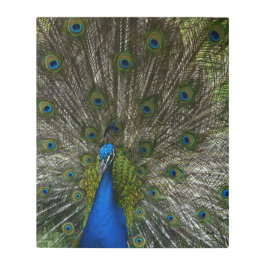 Kauai Peacock