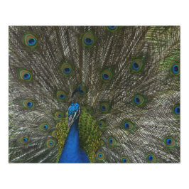 Kauai Peacock