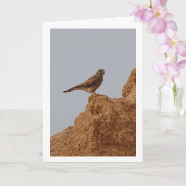 Kestrel Bird, Cartão Falco Tinnunculus (Orquídea)