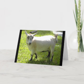 Kiki o cartão da cabra do pigmeu