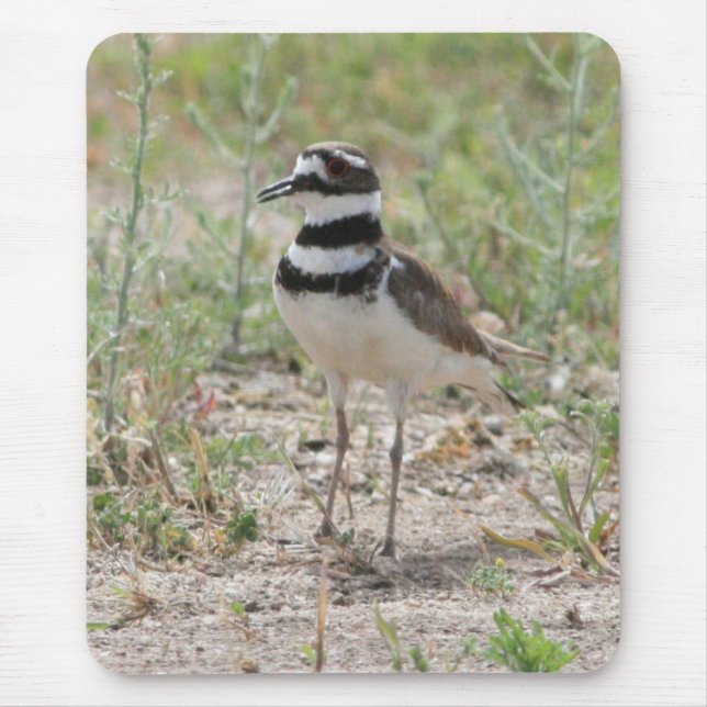 Killdeer Mousepad (Frente)