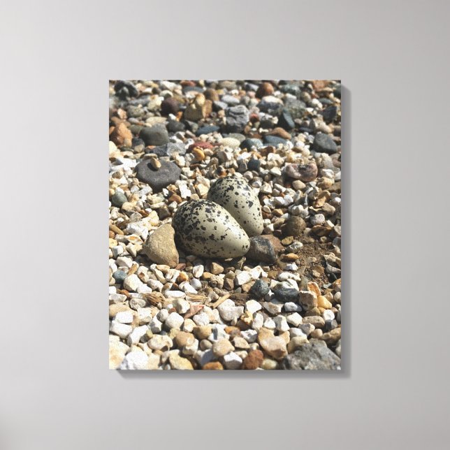 Killdeer Nest & Eggs Foto na Canvas (Frente)