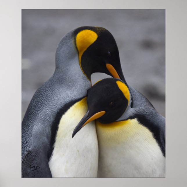 King Penguins in Love Impressão (Frente)