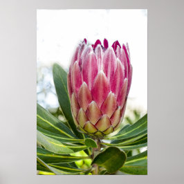 King Protea Pink Poster