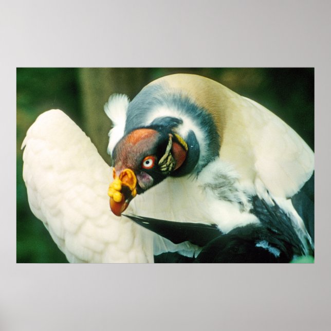 King Vulture Poster (Frente)