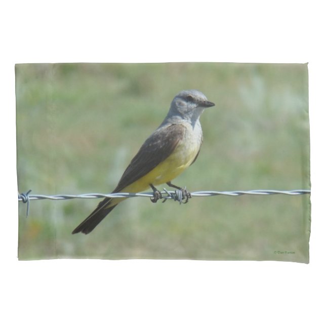 Kingbird B44 ocidental na cerca de fio de Barb (Frente)