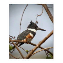 Kingfisher Belado