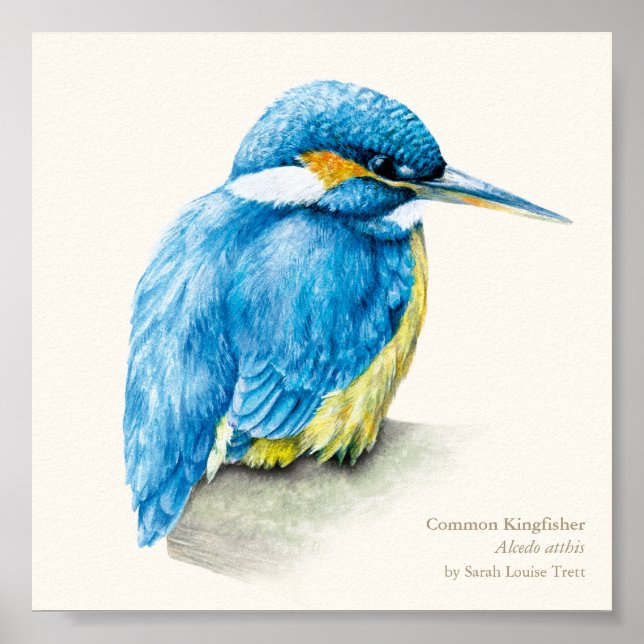 Kingfisher Ornithology fine art impressão (Frente)