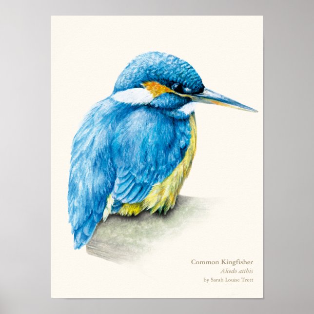 Kingfisher Ornithology retrato de arte impressão (Frente)
