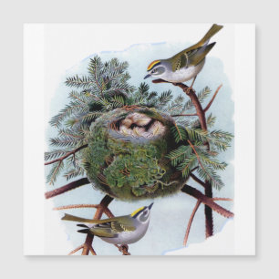 Kinglets coroados de ouro