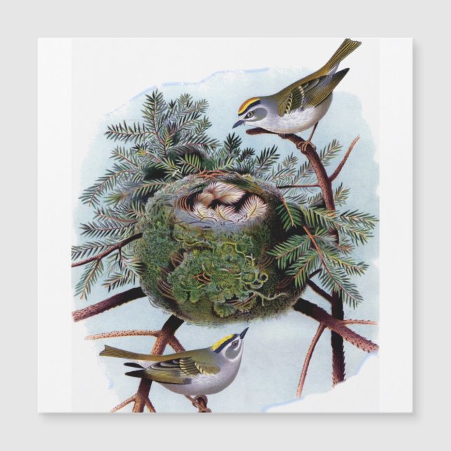 Kinglets coroados de ouro (Frente)