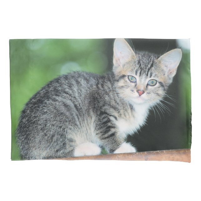 Kitten (Frente)