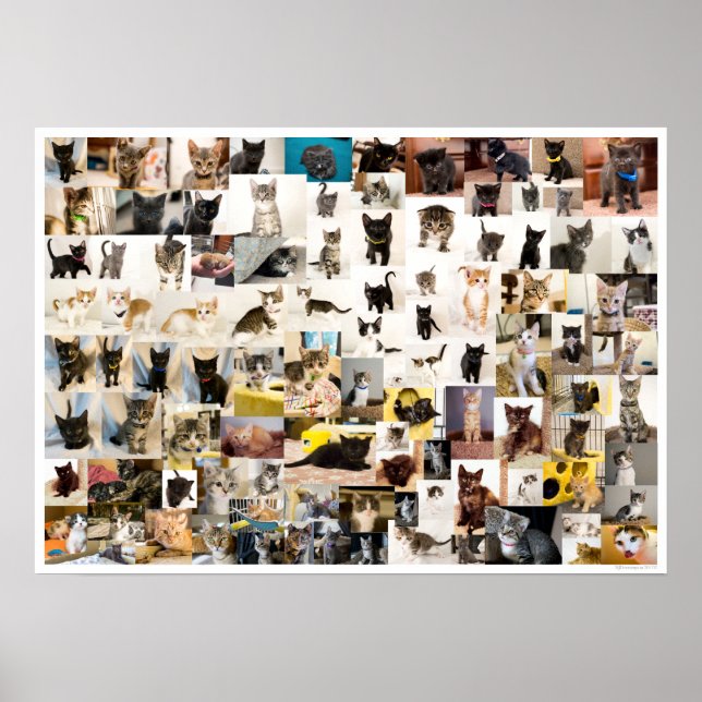 Kitten Academy 1 ano Poster (Frente)