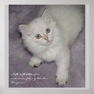 Kitten Poster