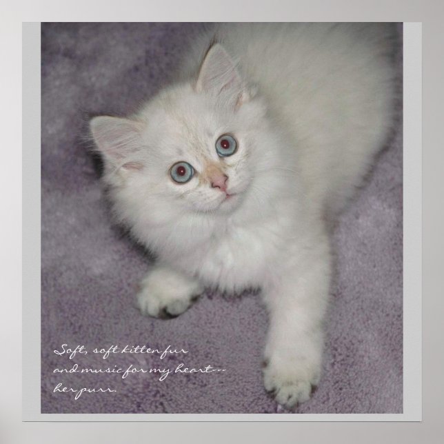 Kitten Poster (Frente)