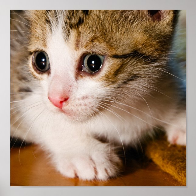 Kitten poster (Frente)