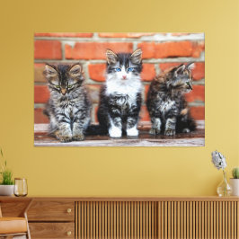 Kittens Canvas Imprimir Imagem 16