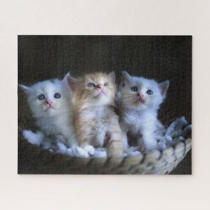 Kittens Jigsera Quebra-cabeça