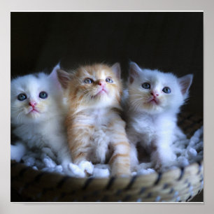 Kittens, Papel Poster de Valor (Matte)