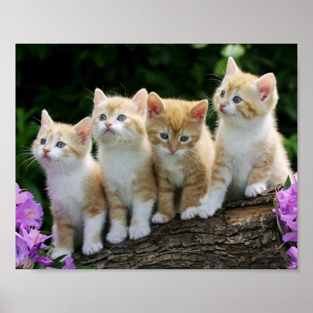Kittens Poster (Frente)