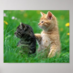 Kittens Poster