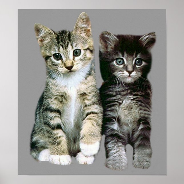 Kittens Poster (Frente)