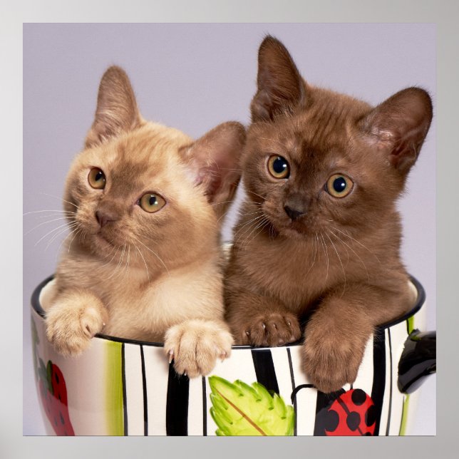 Kittens Poster (Frente)