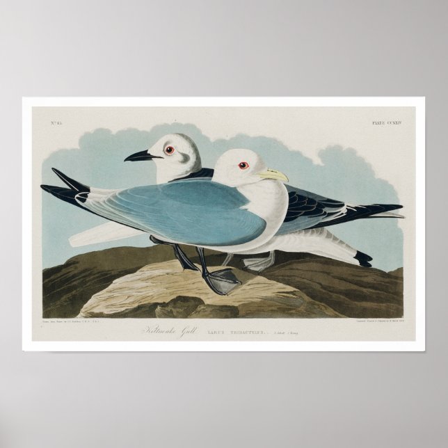 Kittiwake Gull by Audubon Poster (Frente)