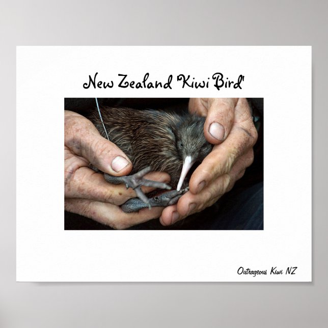 Kiwi Bird na poster (Frente)