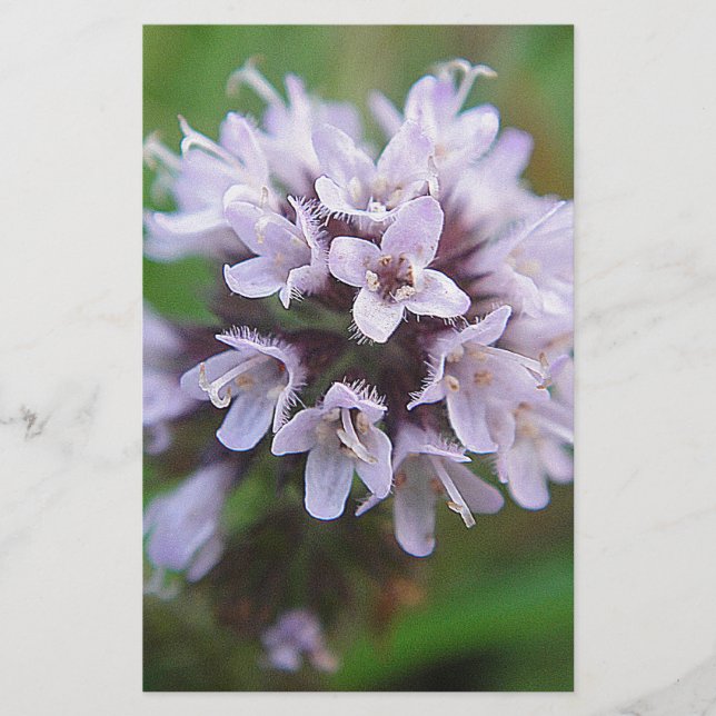 Kleine lila Blüten (Frente)