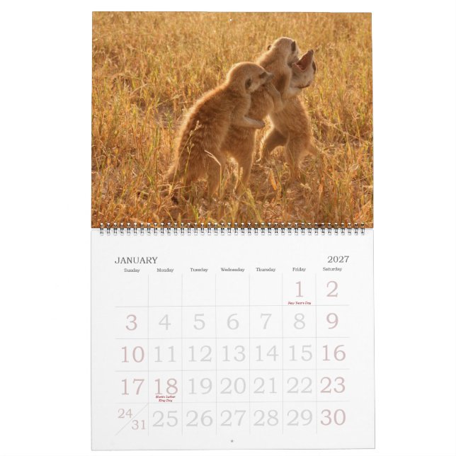 KMP Meerkats - calendário 2009 (Jan 2027)