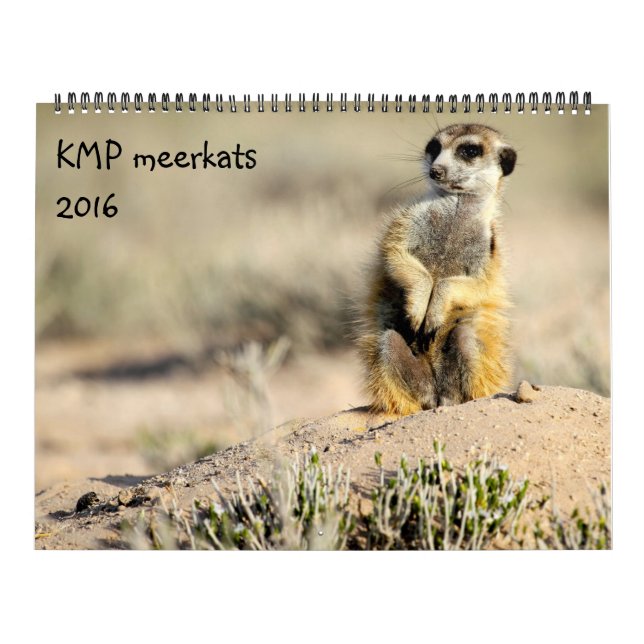 KMP Meerkats - calendário 2016 (Capa)