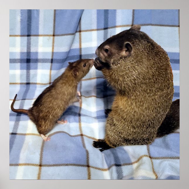 Koa e Caleb Poster (Frente)