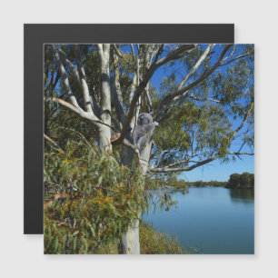 Koala Bear Dormindo Na Árvore De Goma.