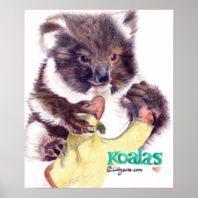Koala Bear Fine Art Impressão e Poster (Frente)