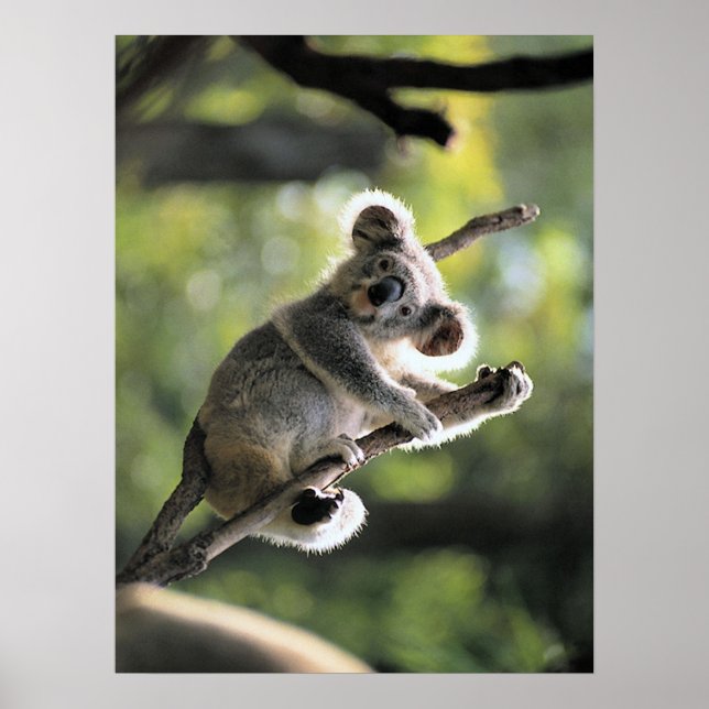 Koala Bear Poster (Frente)