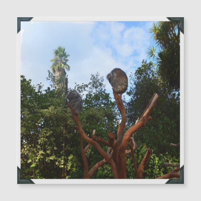 Koala Dorme Em Árvores, (Frente)