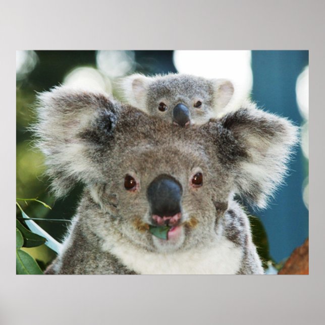 Koala e Cub Poster (Frente)