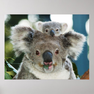 Koala e poster de Cub