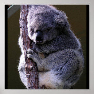 Koala no poster da árvore